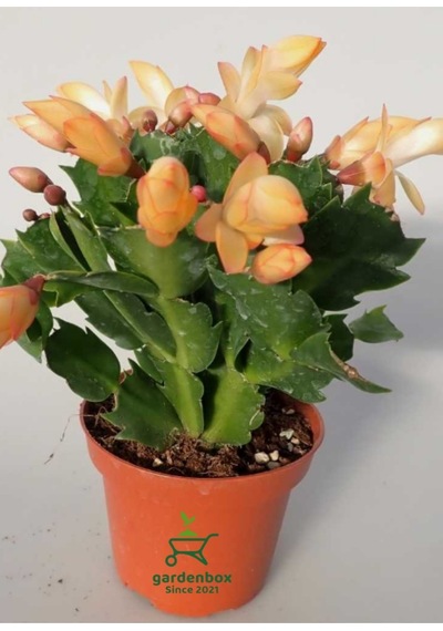 Sarı Enk Yılbaşı Çiçeği 1 Adet Saksılı 10-15cm Schlumbergera Truncata