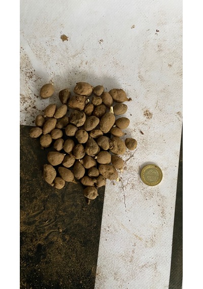 Salep Fidesi Serapies