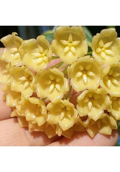 Altın Balmumu Sarı Mum Çiçeği Fidanı Hoya Carnosa 'golden'