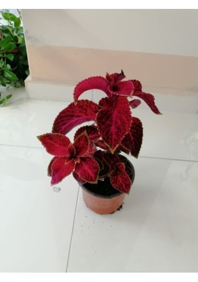 Kolyos Yaprak Güzeli Çiçeği Fidanı 10-20 Cm