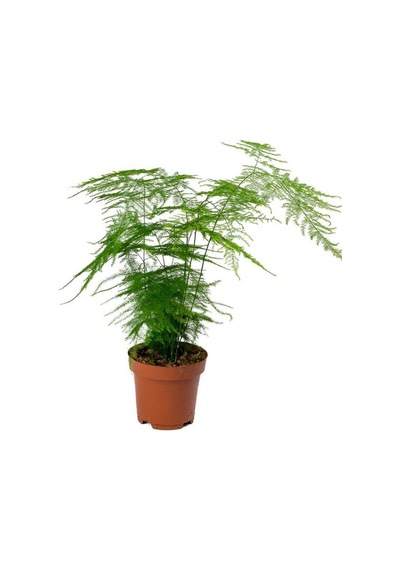 Yeşil Renk Tül Kuşkonmaz Çiçeği 15-30cm İç Mekan Salon Çiçeği