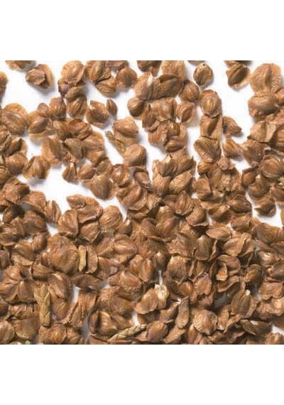 Mavi Arizona Servisi Tohumu 200 GR 16 000 Adet