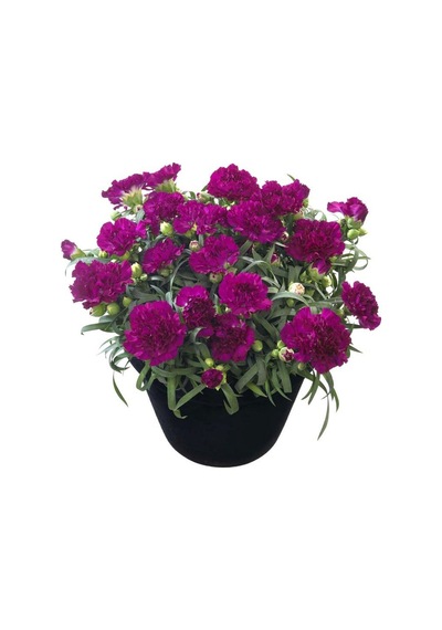 Serada Decor Plant Kokulu Mor Bodur Karanfil Bitkisi Dianthus Caryophyllus Purple