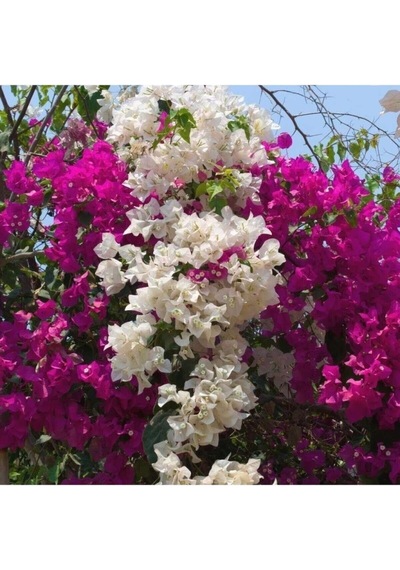 Çift Renkli Pembe Beyaz Begonvil Bougainvillea 30-60cm