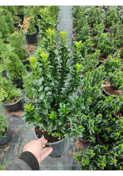 Yeşil Canlı Taflan Çiçeği Saksılı 1 Adet 25-40cm Euonymus Japonicus