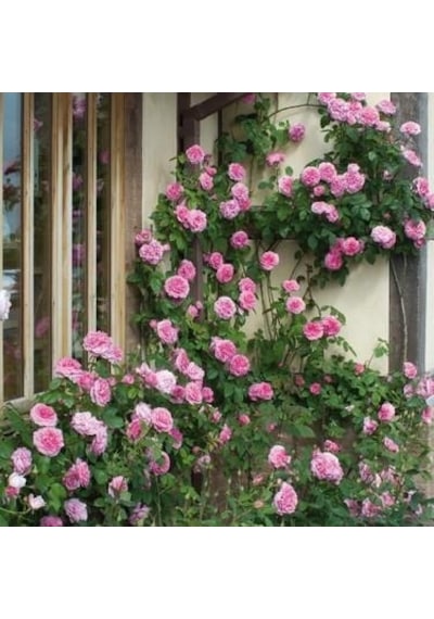 Pembe Sarmaşık Gül Fidanı 10-30 Cm