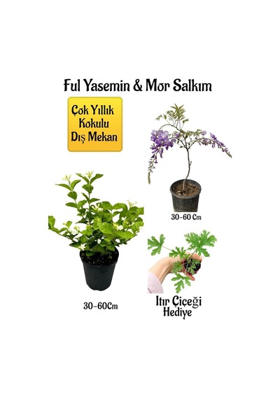 Kokulu Ful Yasemin Çiçeği+mor Salkım Ağacı Fidanı Itır Çiçeği Peyzaj Seti