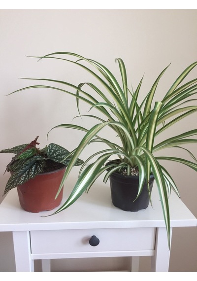 Videolu Çilli Begonya Ve Kurdele Çiçeği 5 15 Cm 2 Adet Iç Mekan Bitkisi Begonia Chlorophytum