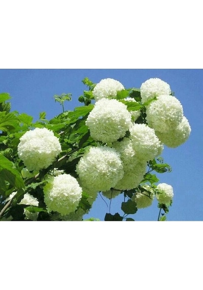 Kartopu Çiçeği Fidanı Fidesi 40-60 Cm