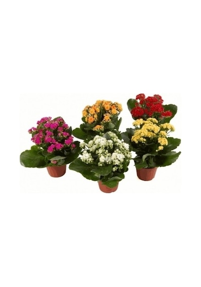 Kalanşo Çiçeği Fidanı Kalanchoe Kalandiva 5 Adet 10-20 Cm