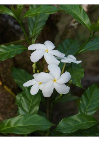 Videolu Kokulu Yasemin Çiçeği Beyaz Renkli 50 80 Cm 1 Adet Dış Mekan Bitkisi Jasminum