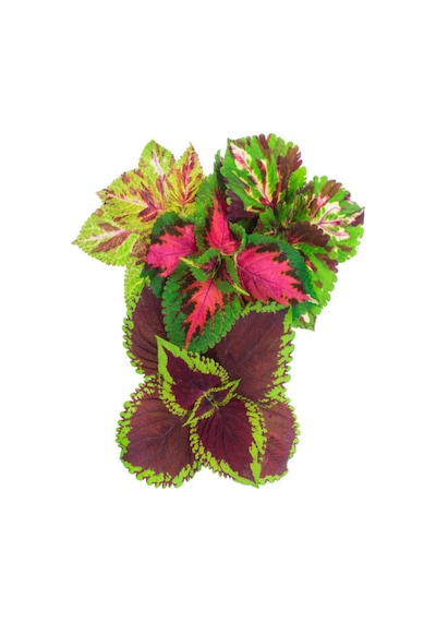 Mini Yaprak Güzeli Kolyoz Çiçeği 9 Adet 10-20 Cm Saksılı Çiçekli Bodur Bitkiler Mix Coleus