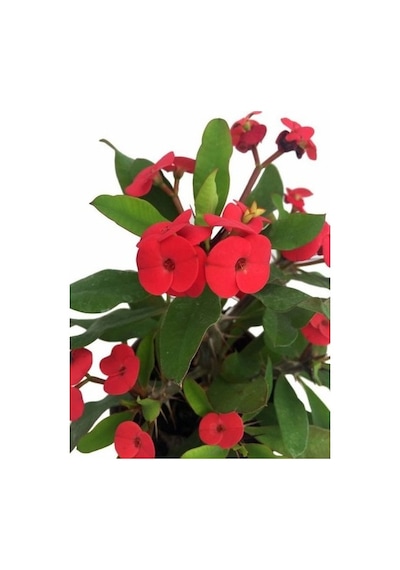 Milli Dikenler Tacı Kırmızı Renk Euphorbia Milli 10-20 Cm