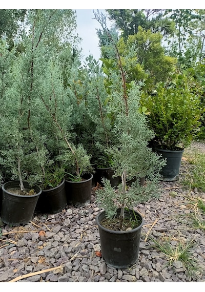 Yeşil Deniz Fidancılık Arizona Mavi Servi Fidanı 50-100 Cm
