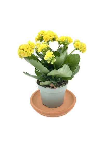 Kalanchoe Çiçeği Fidanı Kalanşo Sarı 10-20 Cm