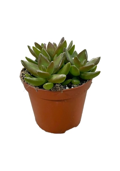 Sedum Adolphi (Sukulent) Ø8,5 CM Y10-15 CM