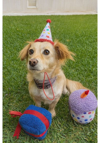 Havhav Köpek Parti Kutusu  5'li Set