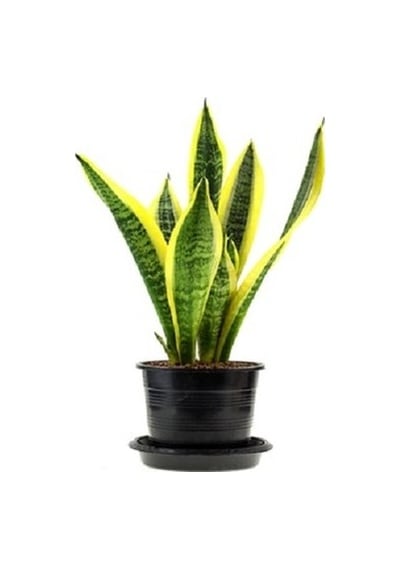 Sarı Çizgili Kılıç Çiçeği Peygamber Kılıcı Paşa Kılıcı 20-30 Cm