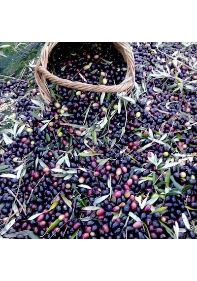 Tüplü Suriye Menşei Baladi Zeytini Fidanı