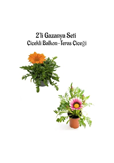 Turuncu-koyu Pembe Gazanya Çiçeği 2 Adet Saksılı 10-20cm Bahçe Balkon Çiçeği