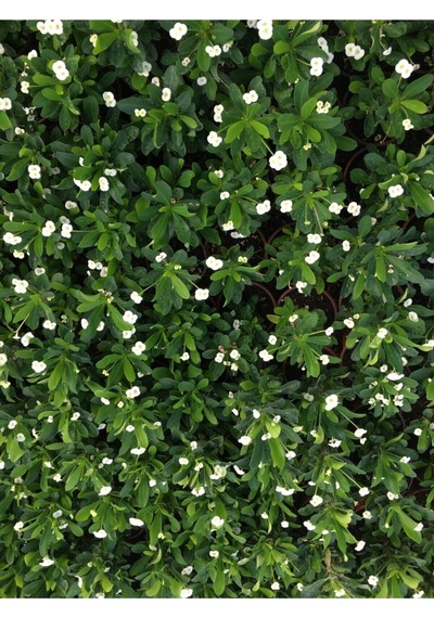 Videolu Beyaz Renk Dikenler Tacı Çiçekli Ithal Hollanda Milli Saksılı Kaktüs White Euphorbia