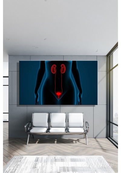 İnsan İdrar Sistemi Böbrekler Ve Mesane Anatomisi 3d İllüstrasyon Yatay Kanvas Tablo Tekli 3556