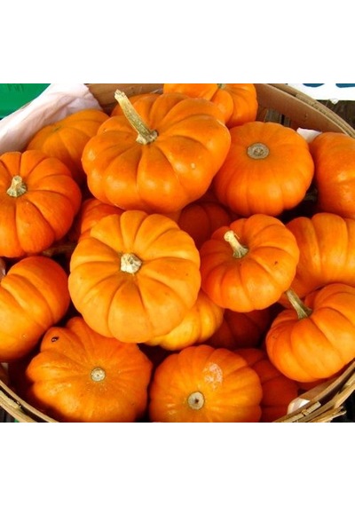 Avuç İçi Mini Bal Kabağı Tohumu 10+ Tohum N115891