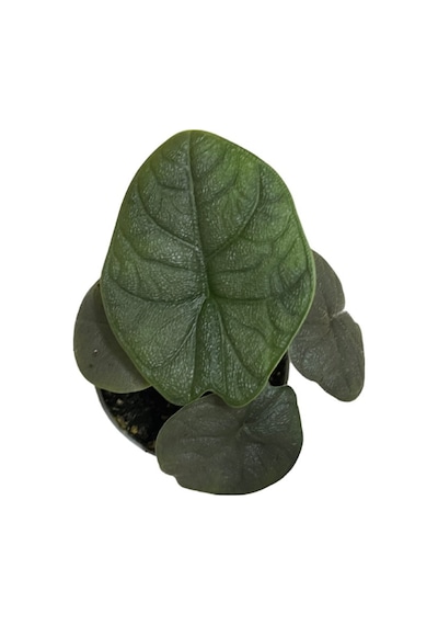 Alocasia Melo Fil Kulağı Ø5,5 Cm H0-10 Cm