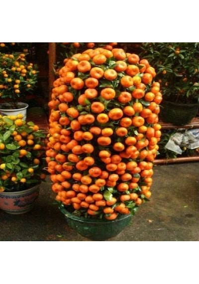 İthal Bodur Mandalina Ağacı Tohumu Ekim Seti 3 Tohum +Saksı+Topra