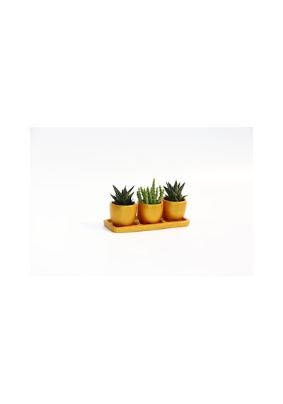 Trio Orange Sukulent Seti - Haworthia. Huernia