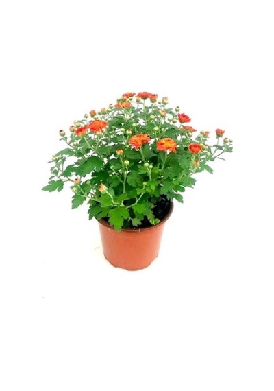 Kasımpatı Çiçeği Fidanı Somon Turuncu 10-20 Cm