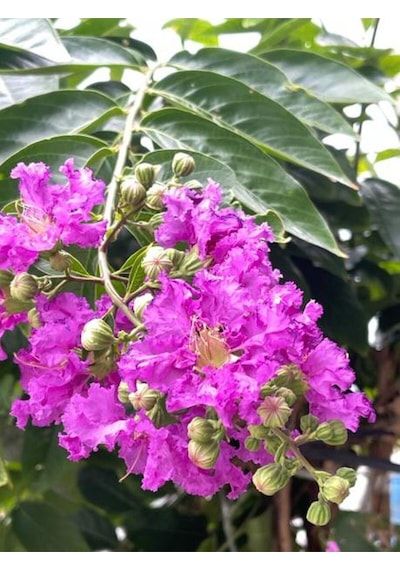 Videolu Pembe Oya Ağacı Fidanı 1 Adet Saksılı Dış Mekan Bitkisi Lagerstroemia Indica