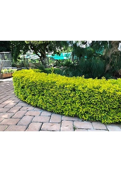 Gold Taflan Euonymus Japonica Aurea Canlı Çit Bitkisi 10 Adet
