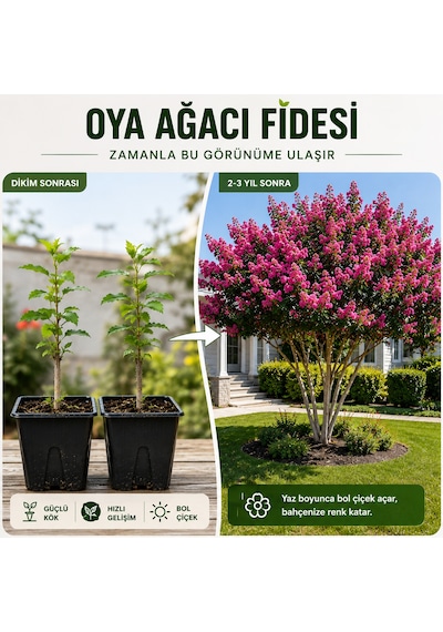 Oya Ağacı Fidesi Lagerstroemia Indica Saksılı Canlı Fide 25-40 Cm Yaz Boyu Çiçekli 1