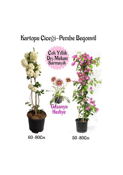 Kartopu Çiçeği 1 Adet +pembe Begonvil 1 Adet+ Pembe Gazanya Saksılı Bahçe Seti