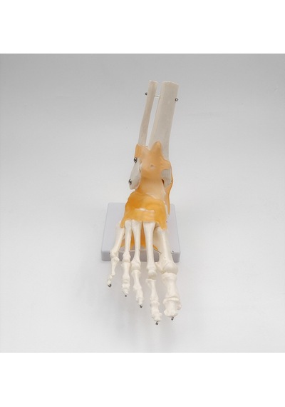 Ece-Eğitim Ayak Eklemi Modeli Ligamentli Gerçek Boyut