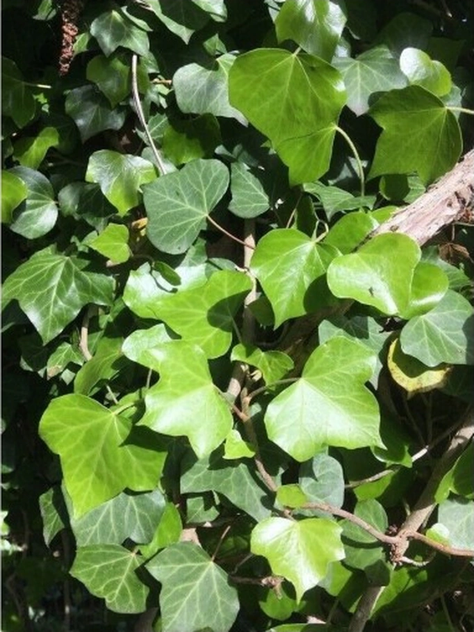 Duvar Sarmaşığı Hedera Helix Kaya Sarmaşığı Fidanı 10-20 Cm
