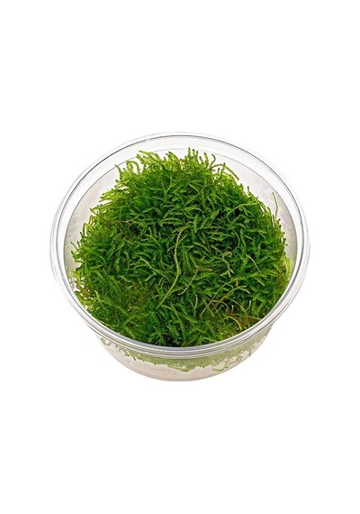 Java Moss Kap Içinde