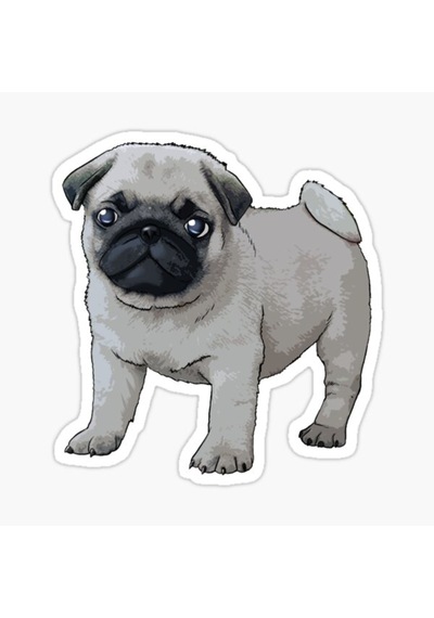 Pug Yavru Cinsi Köpek Sticker Araba Oto Yapıştırması 17Cm