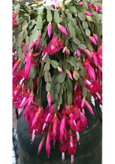 Hediyelik 1 Adet Yılbaşı Çiçeği Fidanı 5-25cm Saksılı Christmas Flower