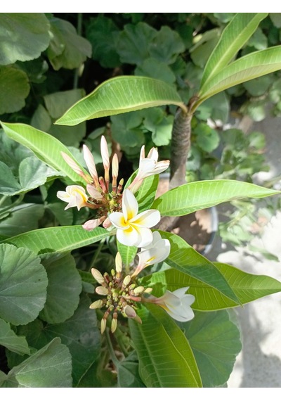 Saksılı Amerikan Fulu Plumeria Alba Ağacı Fidanı