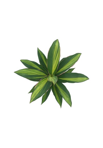 Cordyline 'Kiwi' (Kordilin Çiçeği) 12 cm 35-40 cm
