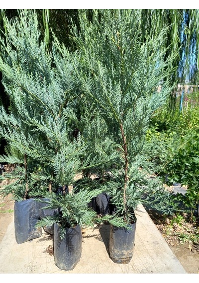 10 Adet Leylandi Siyah Tüp Torbada Ortalama 80 Cm Çit Çamı