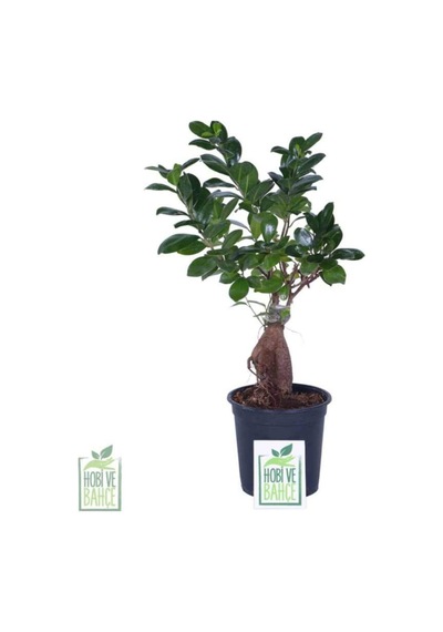 Ginseng Bonsai, Büyük Yaş - Ficus Microcarpa - Bitki Boyu 40-60 Cm