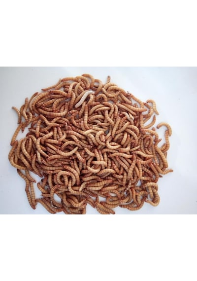Turkuaz Un Kurdu 150 G