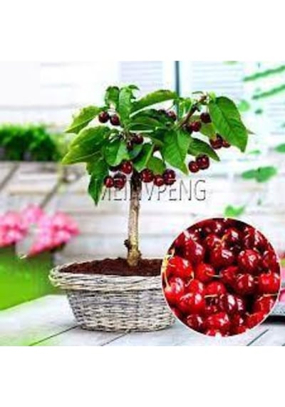 Tohum Bodur Bonsai Napolyon Kiraz Ağacı Tohumu 5 Adet..