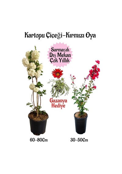 Kartopu Çiçeği 1 Adet +kırmızı Oya Ağacı 1adet+kırmızı Gazanya Saksılı Bahçe Seti