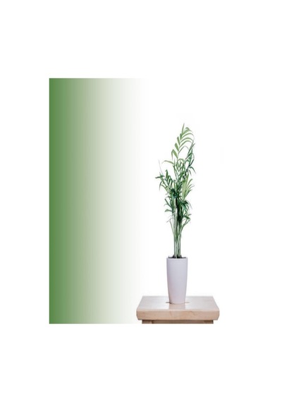 Serada Decor Plant Chamaedorea Elegans Dağ Palmiyesi 20cm 8.5 Saksıda İç Mekan Bitkisi