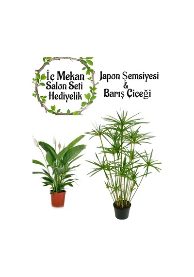 Japon Şemsiyesi 40-60 Cm 1 Adet Saksılı+barış Çiçeği 30-40cm 1 Adet Saksılı