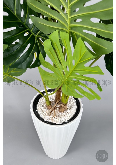 Yapay Monstera Ağacı Deve Tabani 200 Cm Beyaz Li Lyum Saksıda